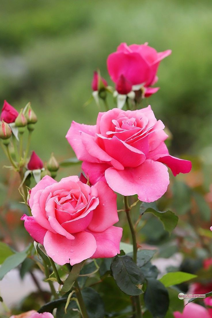 3300+ Beautiful Rose Flowers Image | Rose Flower HD Pic Download | 1713 tuber roses -(11)