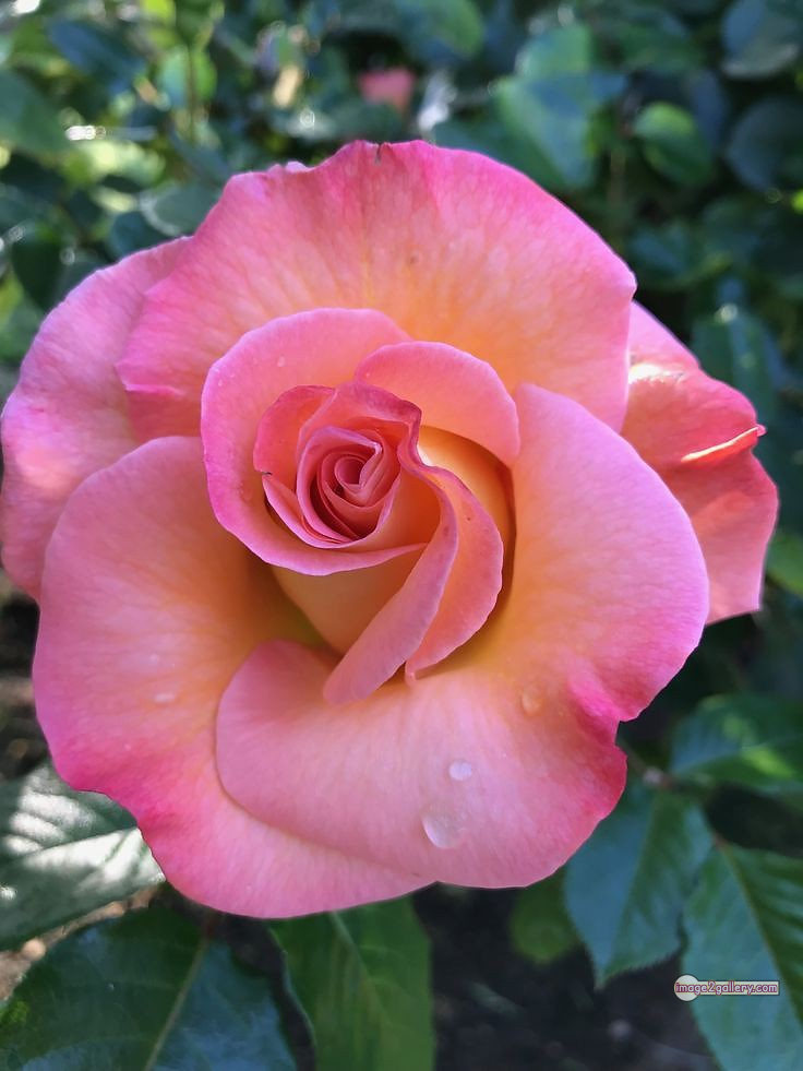3300+ Beautiful Rose Flowers Image | Rose Flower HD Pic Download | 1976 tuber roses -(12)