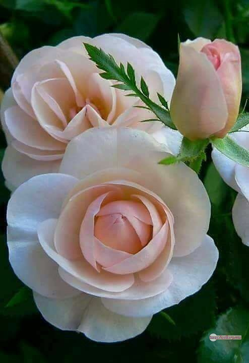 3300+ Beautiful Rose Flowers Image | Rose Flower HD Pic Download | 1933 tuber roses -(13)
