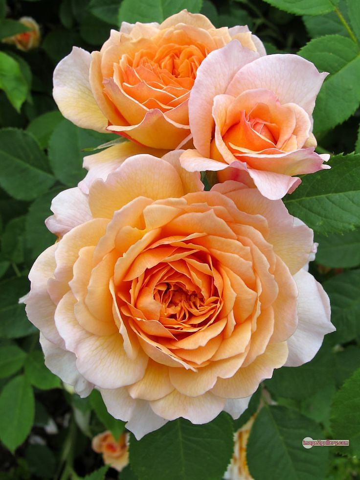 3300+ Beautiful Rose Flowers Image | Rose Flower HD Pic Download | 1430 tuber roses 14 rose flower