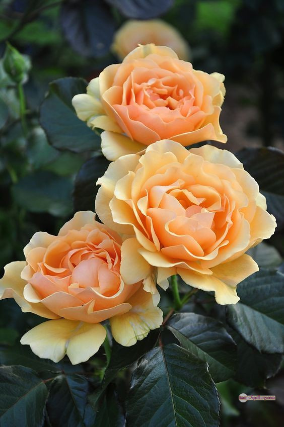 3300+ Beautiful Rose Flowers Image | Rose Flower HD Pic Download | 942 tuber roses -(15)