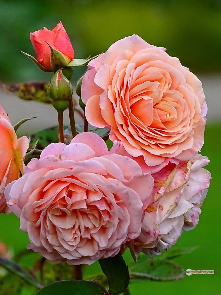 3300+ Beautiful Rose Flowers Image | Rose Flower HD Pic Download | 1431 tuber roses 16 rose flower