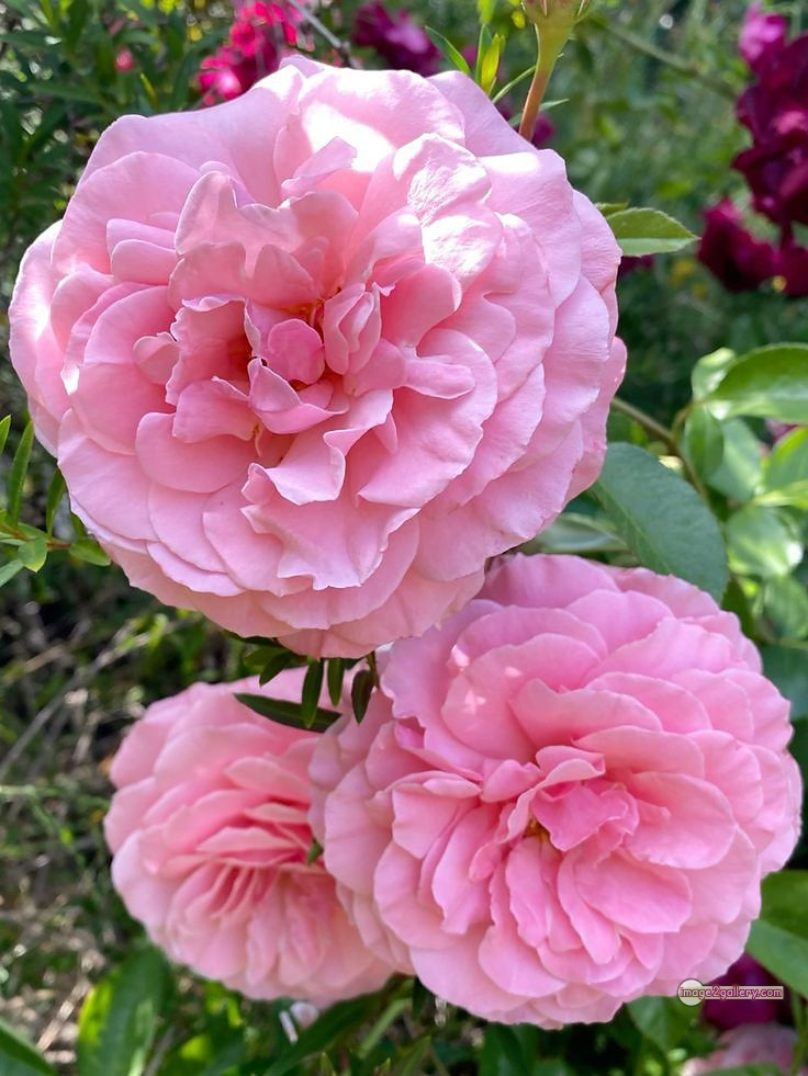 3300+ Beautiful Rose Flowers Image | Rose Flower HD Pic Download | 248 tuber roses -(17)