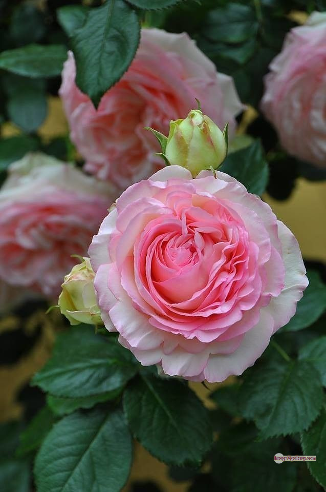 3300+ Beautiful Rose Flowers Image | Rose Flower HD Pic Download | 1912 tuber roses -(18)
