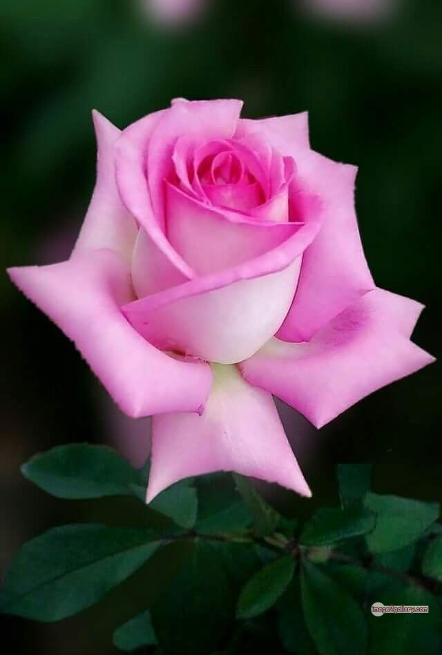 3300+ Beautiful Rose Flowers Image | Rose Flower HD Pic Download | 1872 tuber roses -(19)