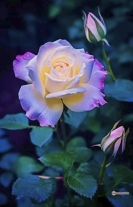 3300+ Beautiful Rose Flowers Image | Rose Flower HD Pic Download | 724 tuber roses -(2)