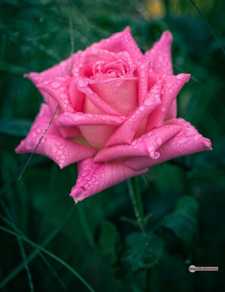3300+ Beautiful Rose Flowers Image | Rose Flower HD Pic Download | 87 tuber roses -(21)