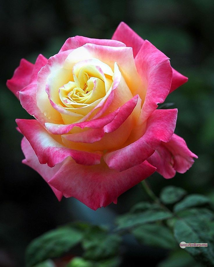 3300+ Beautiful Rose Flowers Image | Rose Flower HD Pic Download | 1627 tuber roses -(23)
