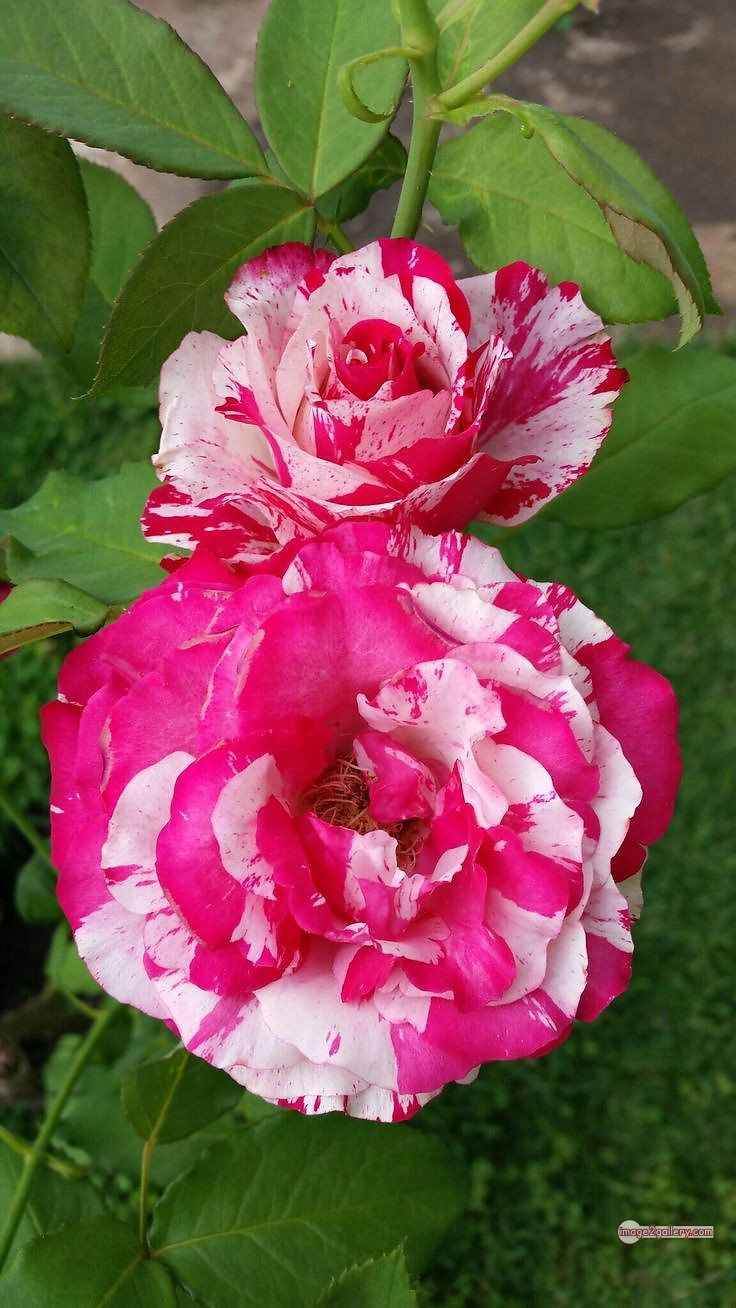 3300+ Beautiful Rose Flowers Image | Rose Flower HD Pic Download | 639 tuber roses -(24)