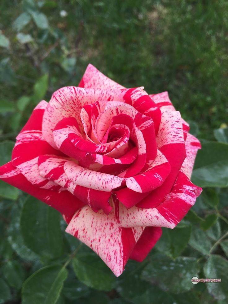 3300+ Beautiful Rose Flowers Image | Rose Flower HD Pic Download | 941 tuber roses -(25)