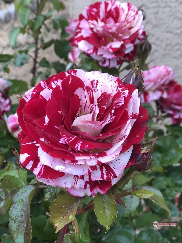 3300+ Beautiful Rose Flowers Image | Rose Flower HD Pic Download | 1573 tuber roses -(26)