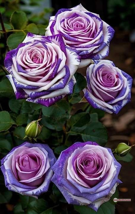 3300+ Beautiful Rose Flowers Image | Rose Flower HD Pic Download | 589 tuber roses -(28)