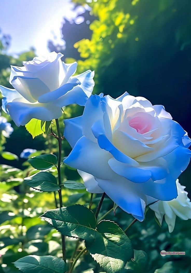 3300+ Beautiful Rose Flowers Image | Rose Flower HD Pic Download | 564 tuber roses -(3)