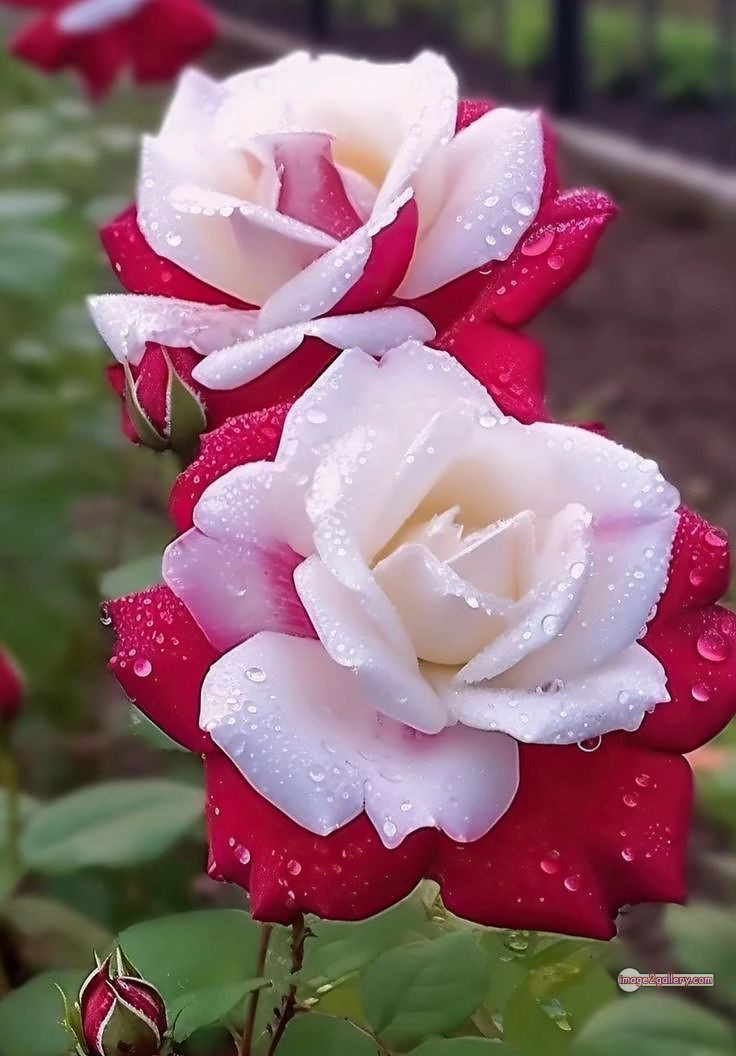 3300+ Beautiful Rose Flowers Image | Rose Flower HD Pic Download | 946 tuber roses -(31)