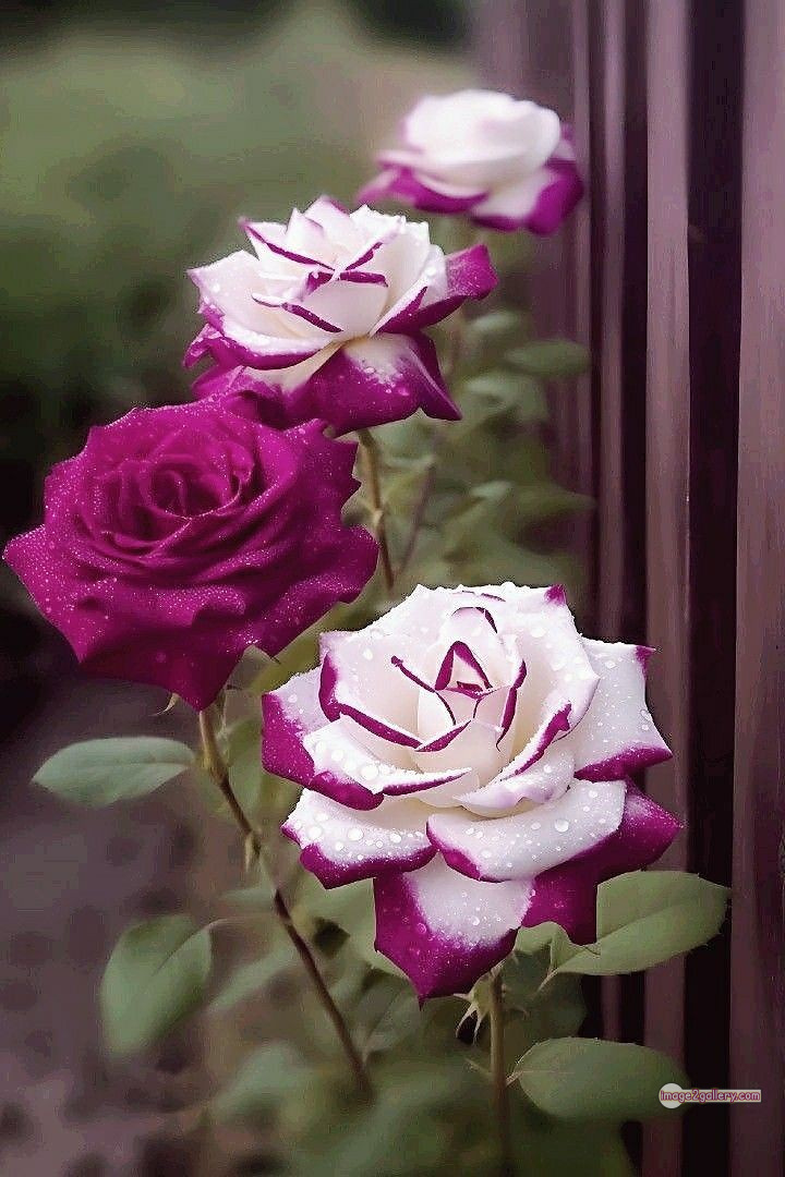 3300+ Beautiful Rose Flowers Image | Rose Flower HD Pic Download | 1334 tuber roses -(34)
