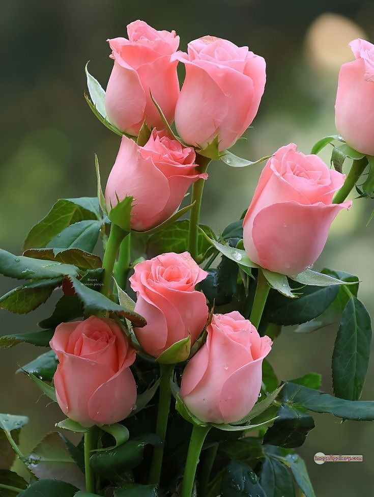3300+ Beautiful Rose Flowers Image | Rose Flower HD Pic Download | 89 tuber roses -(37)