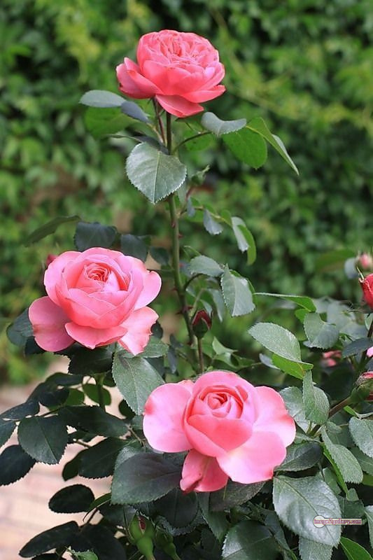 3300+ Beautiful Rose Flowers Image | Rose Flower HD Pic Download | 1335 tuber roses -(39)
