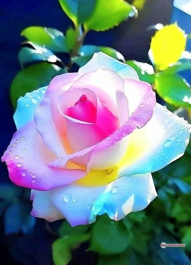 3300+ Beautiful Rose Flowers Image | Rose Flower HD Pic Download | 948 tuber roses -(7)