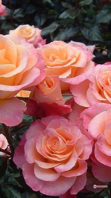 3300+ Beautiful Rose Flowers Image | Rose Flower HD Pic Download | 1934 tuber roses -(13)