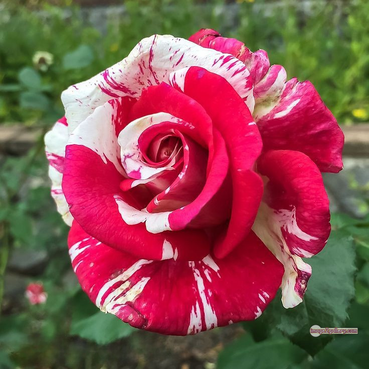 3300+ Beautiful Rose Flowers Image | Rose Flower HD Pic Download | 1380 whatsapp dp rose -(10)