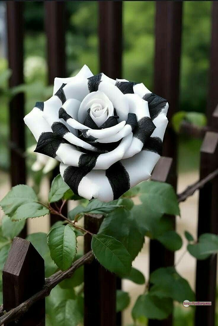 3300+ Beautiful Rose Flowers Image | Rose Flower HD Pic Download | 1378 whatsapp dp rose -(13)