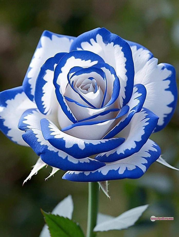 3300+ Beautiful Rose Flowers Image | Rose Flower HD Pic Download | 3135 whatsapp dp rose -(15)