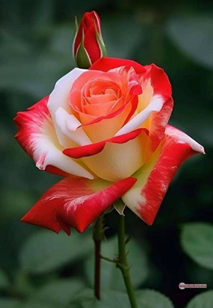 3300+ Beautiful Rose Flowers Image | Rose Flower HD Pic Download | 3142 whatsapp dp rose 23 rose flower
