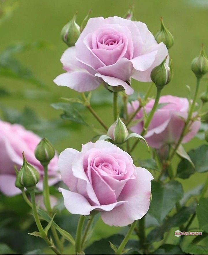 3300+ Beautiful Rose Flowers Image | Rose Flower HD Pic Download | 1576 whatsapp dp rose -(6)