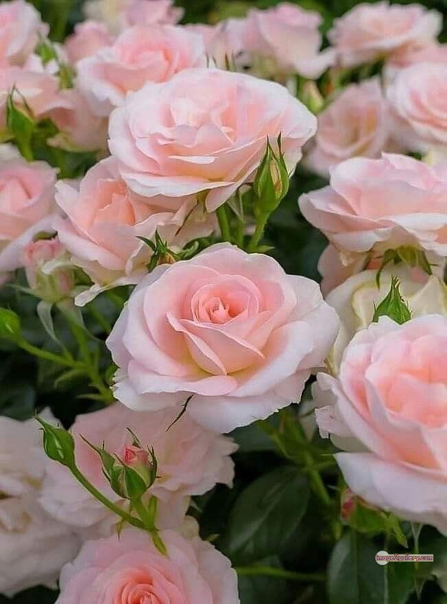 3300+ Beautiful Rose Flowers Image | Rose Flower HD Pic Download | 1729 whatsapp dp rose -(7)