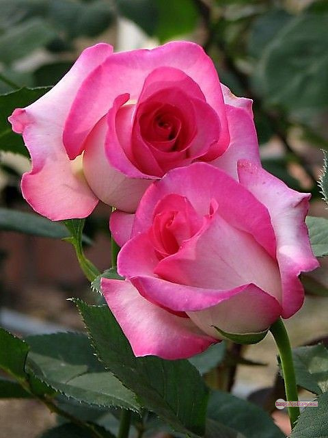 3300+ Beautiful Rose Flowers Image | Rose Flower HD Pic Download | 3131 whatsapp dp rose -(8)