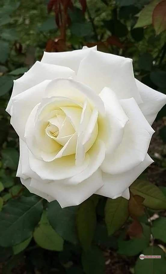 3300+ Beautiful Rose Flowers Image | Rose Flower HD Pic Download | 2523 white bouquet of roses -