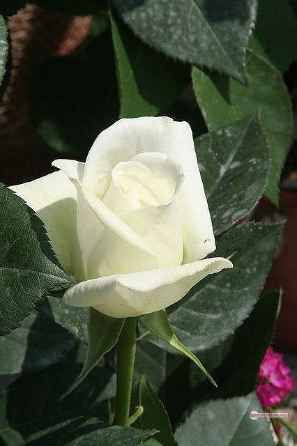 3300+ Beautiful Rose Flowers Image | Rose Flower HD Pic Download | 2525 white bouquet of roses -(10)