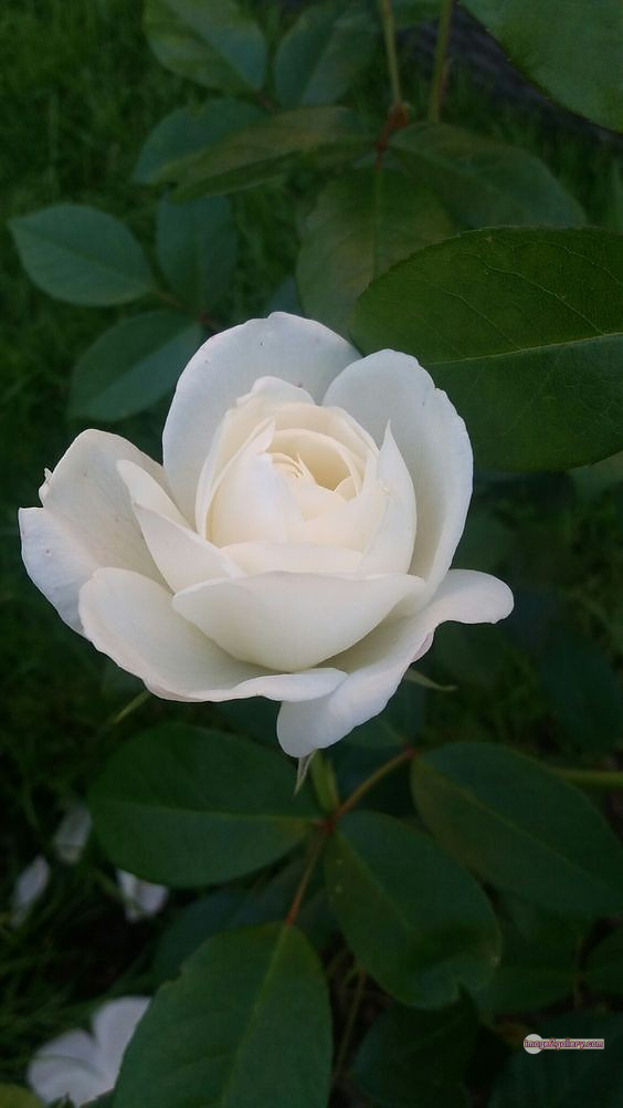 3300+ Beautiful Rose Flowers Image | Rose Flower HD Pic Download | 2563 white bouquet of roses -(11)