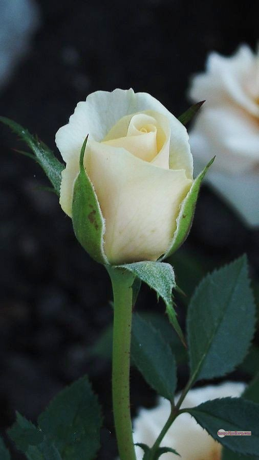 3300+ Beautiful Rose Flowers Image | Rose Flower HD Pic Download | 2524 white bouquet of roses -(13)