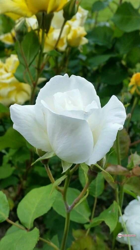 3300+ Beautiful Rose Flowers Image | Rose Flower HD Pic Download | 1176 white bouquet of roses -(14)