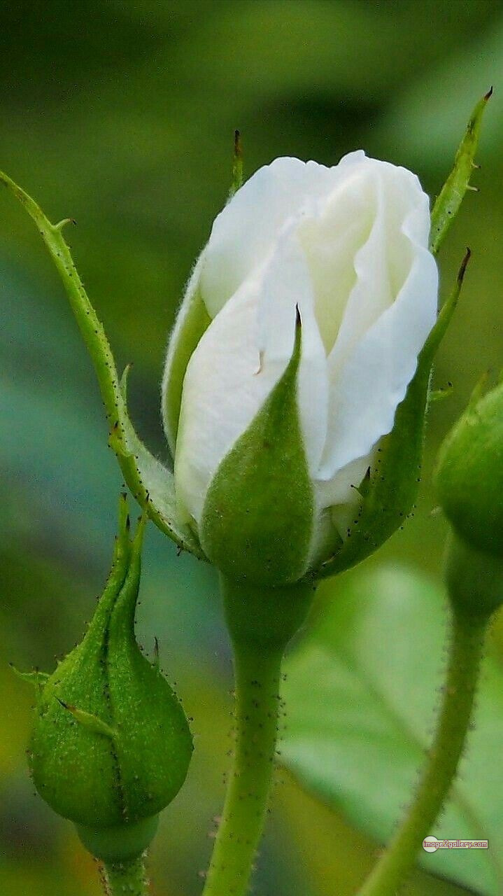 3300+ Beautiful Rose Flowers Image | Rose Flower HD Pic Download | 1068 white bouquet of roses -(15)