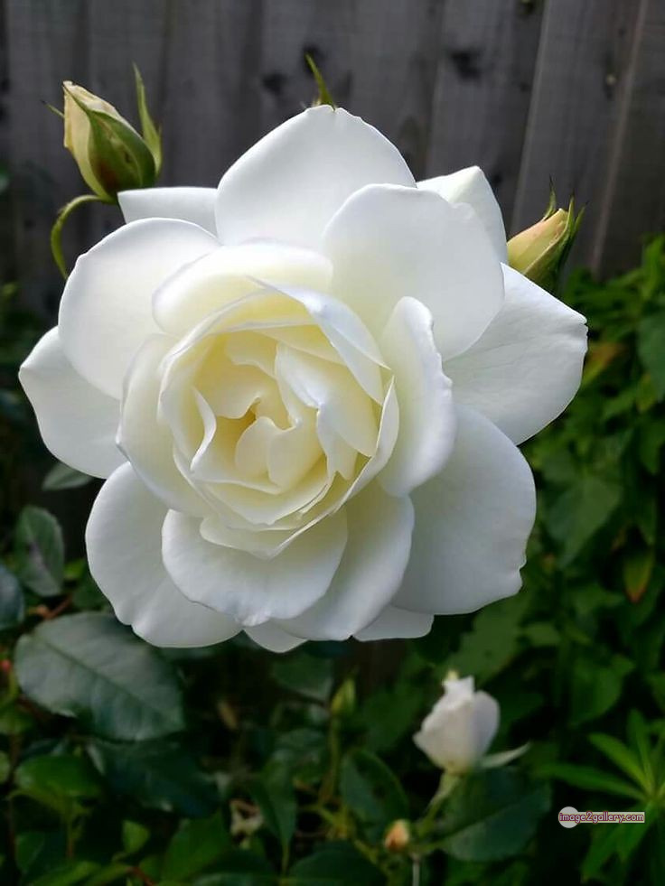 3300+ Beautiful Rose Flowers Image | Rose Flower HD Pic Download | 2332 white bouquet of roses -(2)