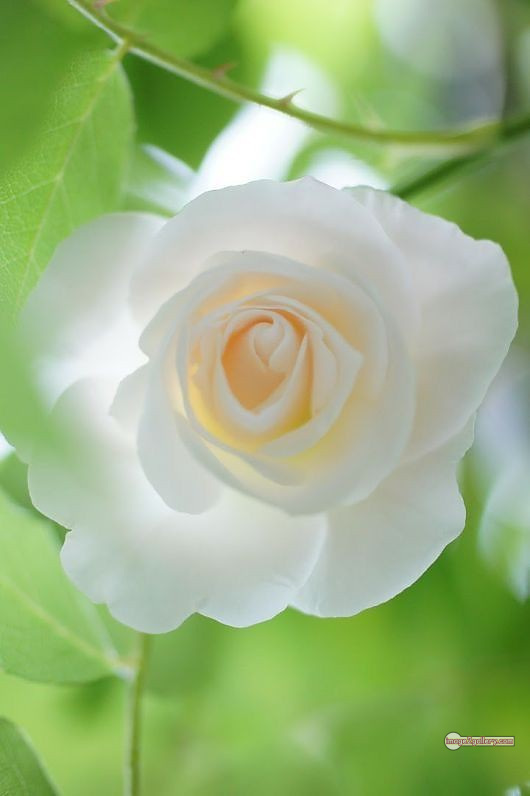 3300+ Beautiful Rose Flowers Image | Rose Flower HD Pic Download | 2303 white bouquet of roses -(3)