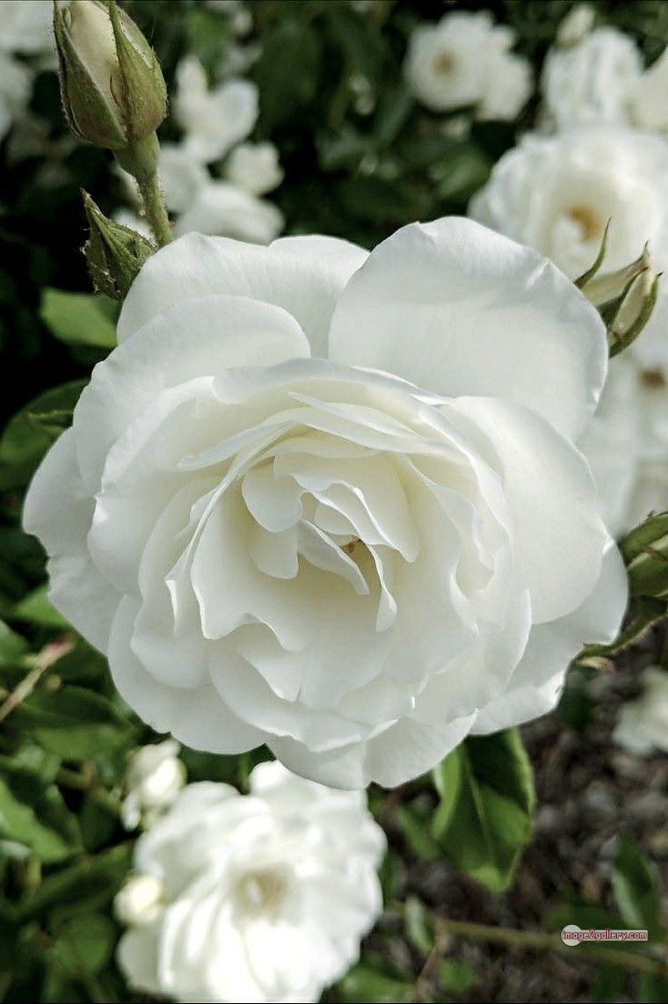 3300+ Beautiful Rose Flowers Image | Rose Flower HD Pic Download | 2305 white bouquet of roses -(4)