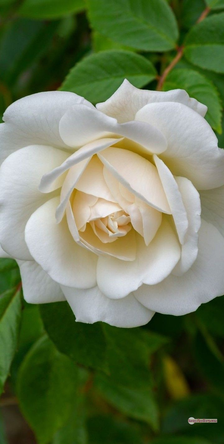 3300+ Beautiful Rose Flowers Image | Rose Flower HD Pic Download | 2331 white bouquet of roses -(5)