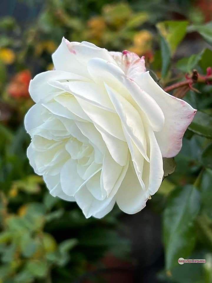 3300+ Beautiful Rose Flowers Image | Rose Flower HD Pic Download | 2304 white bouquet of roses -(6)