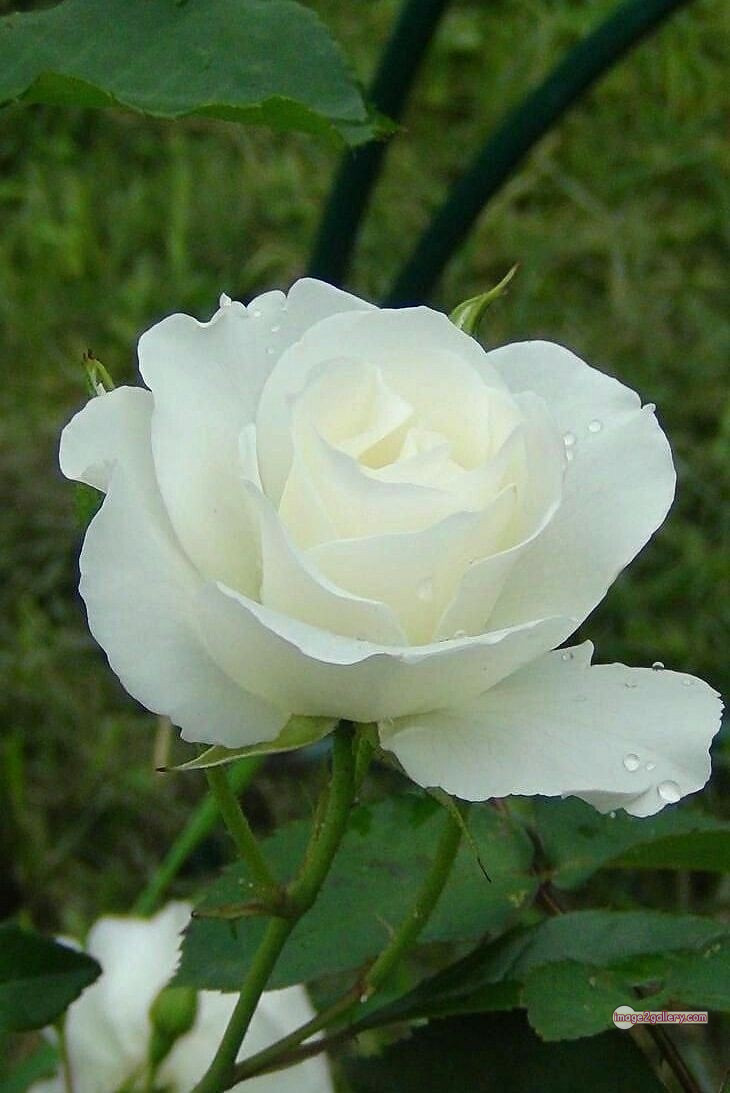 3300+ Beautiful Rose Flowers Image | Rose Flower HD Pic Download | 2376 white bouquet of roses -(7)