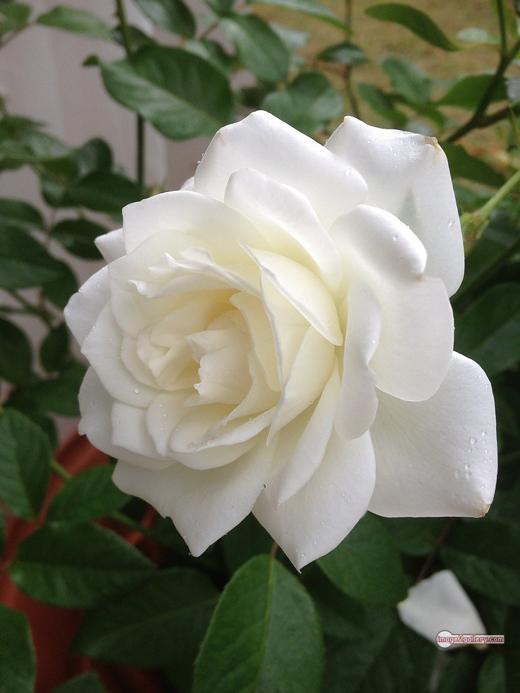 3300+ Beautiful Rose Flowers Image | Rose Flower HD Pic Download | 2333 white bouquet of roses -(8)