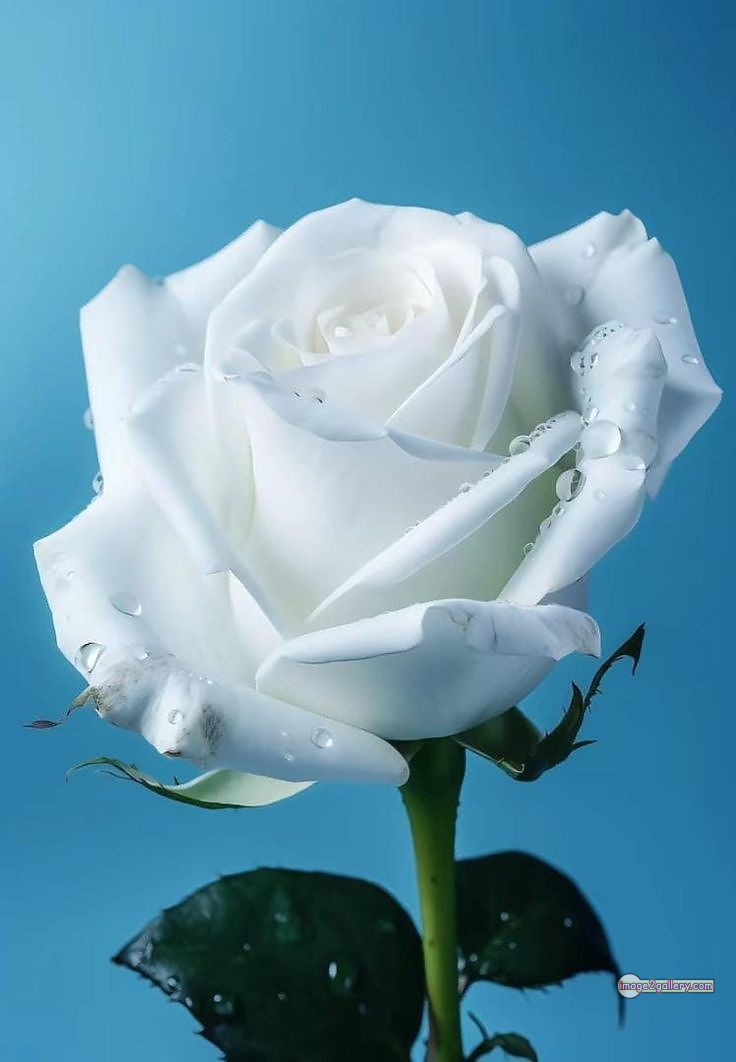 3300+ Beautiful Rose Flowers Image | Rose Flower HD Pic Download | 1089 white bouquet roses -(14)