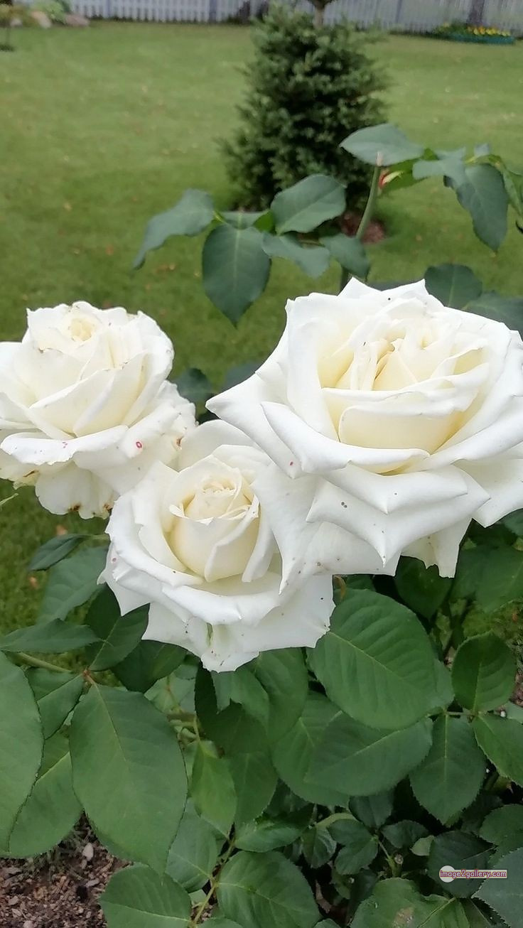 3300+ Beautiful Rose Flowers Image | Rose Flower HD Pic Download | 1557 white bouquet roses -(3)