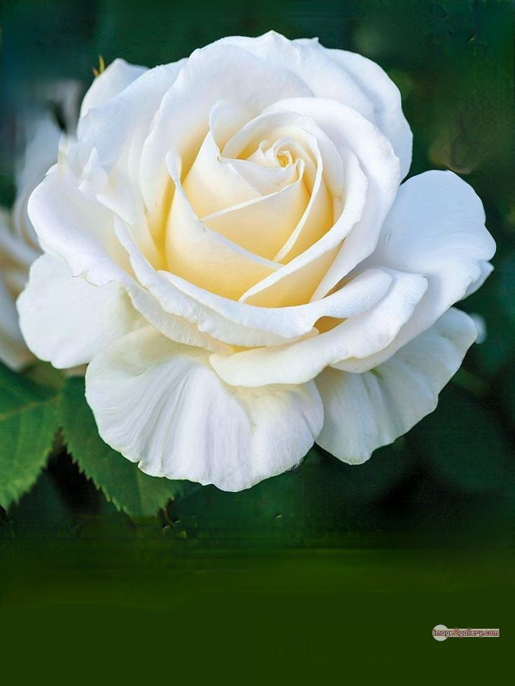 3300+ Beautiful Rose Flowers Image | Rose Flower HD Pic Download | 976 white bouquet roses -(5)