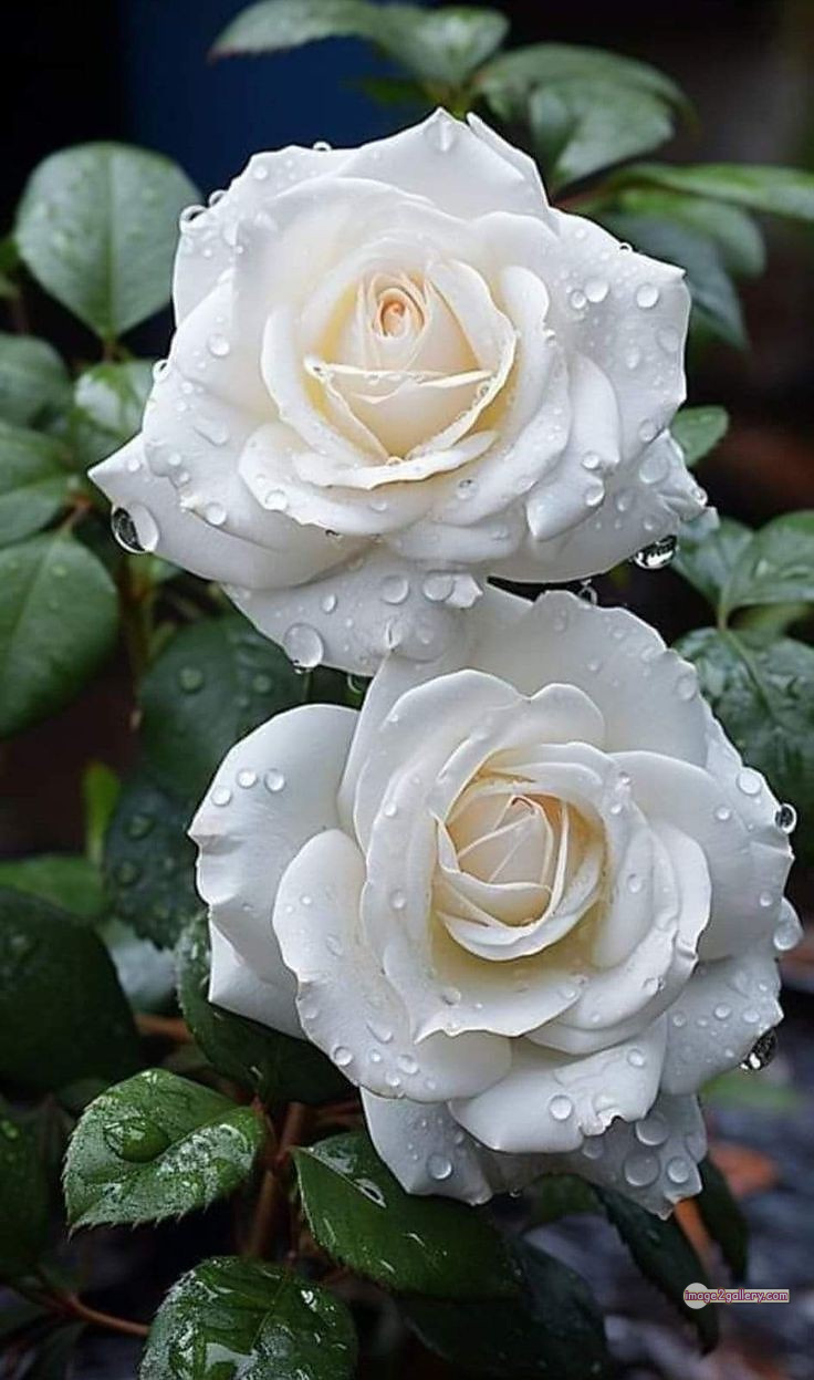 3300+ Beautiful Rose Flowers Image | Rose Flower HD Pic Download | 881 white bouquet roses -(7)