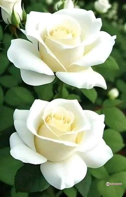 3300+ Beautiful Rose Flowers Image | Rose Flower HD Pic Download | 882 white bouquet roses -(8)