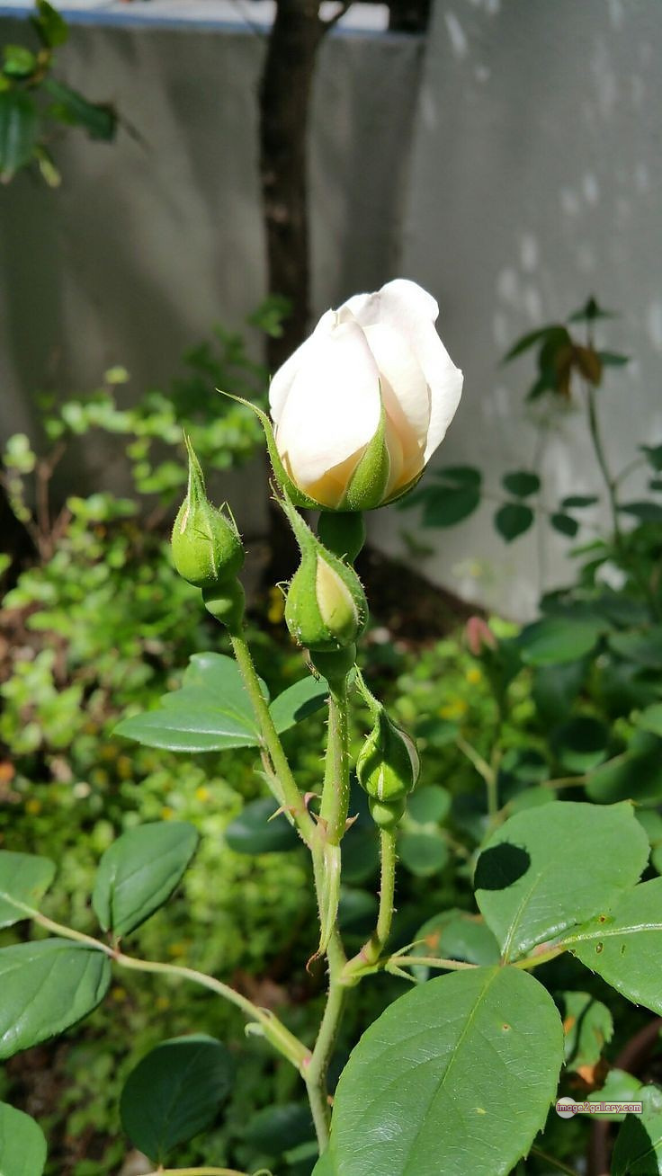 3300+ Beautiful Rose Flowers Image | Rose Flower HD Pic Download | 2910 white rose flower -(1)