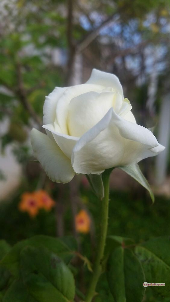 3300+ Beautiful Rose Flowers Image | Rose Flower HD Pic Download | 2911 white rose flower -(10)